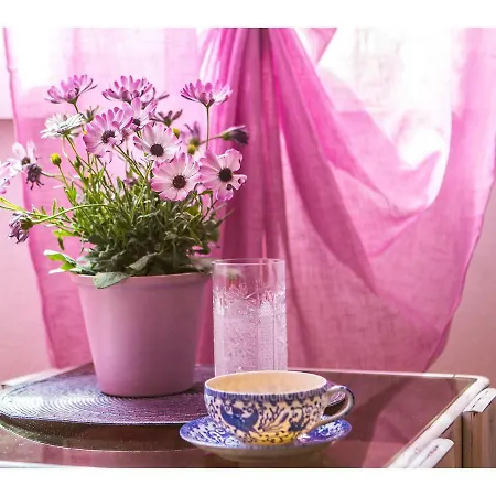 Liatris Daire *